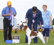 Ch. Renegade's Remington